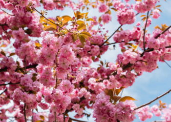 Como o perfume dessa flores podem te deixar mais feliz