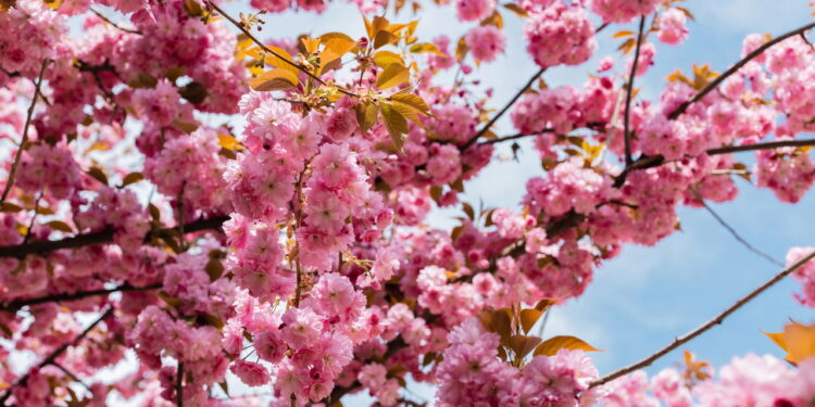 Como o perfume dessa flores podem te deixar mais feliz