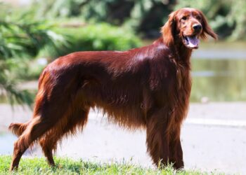 Setter irlandês