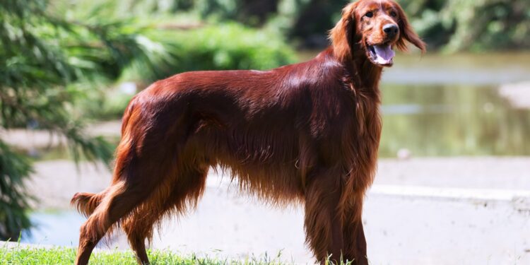 Setter irlandês