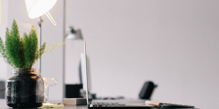 As plantas para você ter no seu escritório que aumentarão sua produtividade
