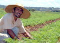 O prazer de cultivar o que se come e como isso pode mudar sua vida