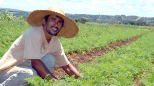 Como adubar plantas com ingredientes que você já tem na cozinha