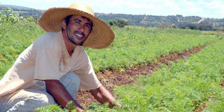 O prazer de cultivar o que se come e como isso pode mudar sua vida