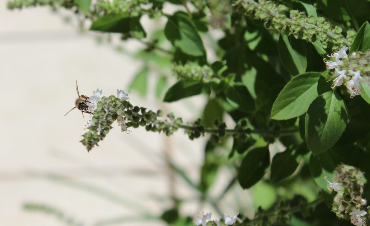 Conheça a nova tendência da jardinagem aromática