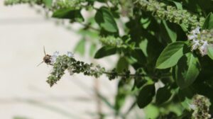 As plantas ideais para quem quer mais foco e concentração
