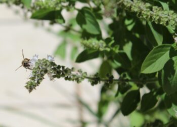 Ervas aromáticas que deixam a cozinha mais agradável