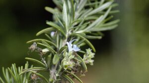 Como montar um jardim sensorial para aliviar a ansiedade