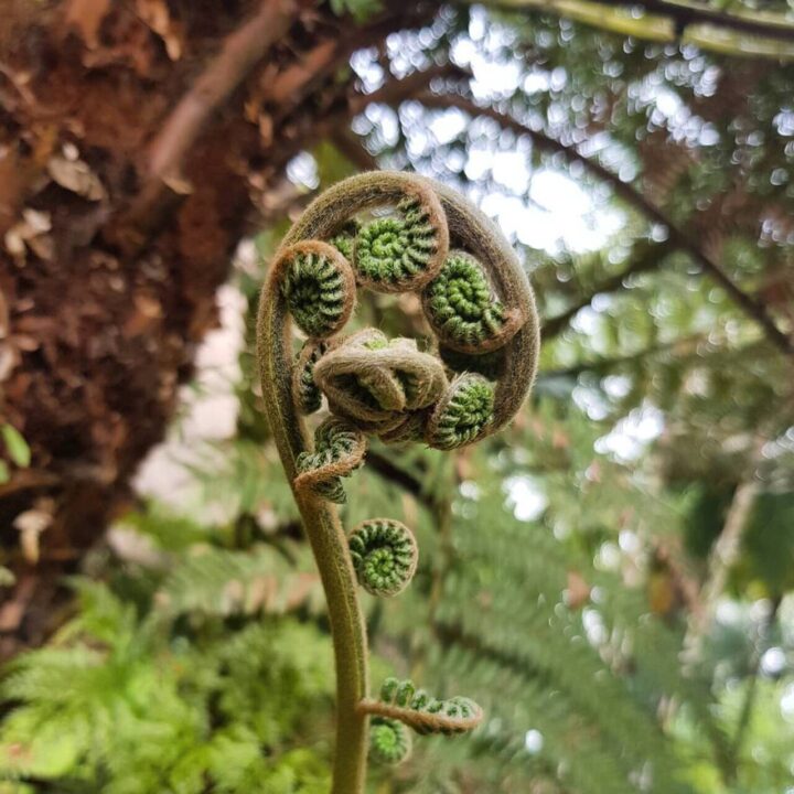 O artista que lançou sua própria linha de plantas ornamentais