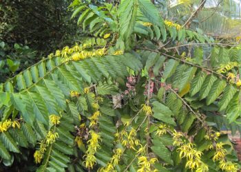 As flores que mais inspiram a indústria da perfumaria