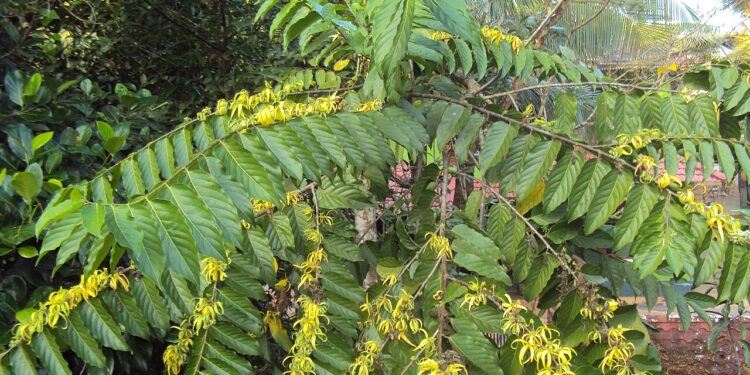 Como cultivar plantas que exalam o mesmo aroma de perfumes de luxo