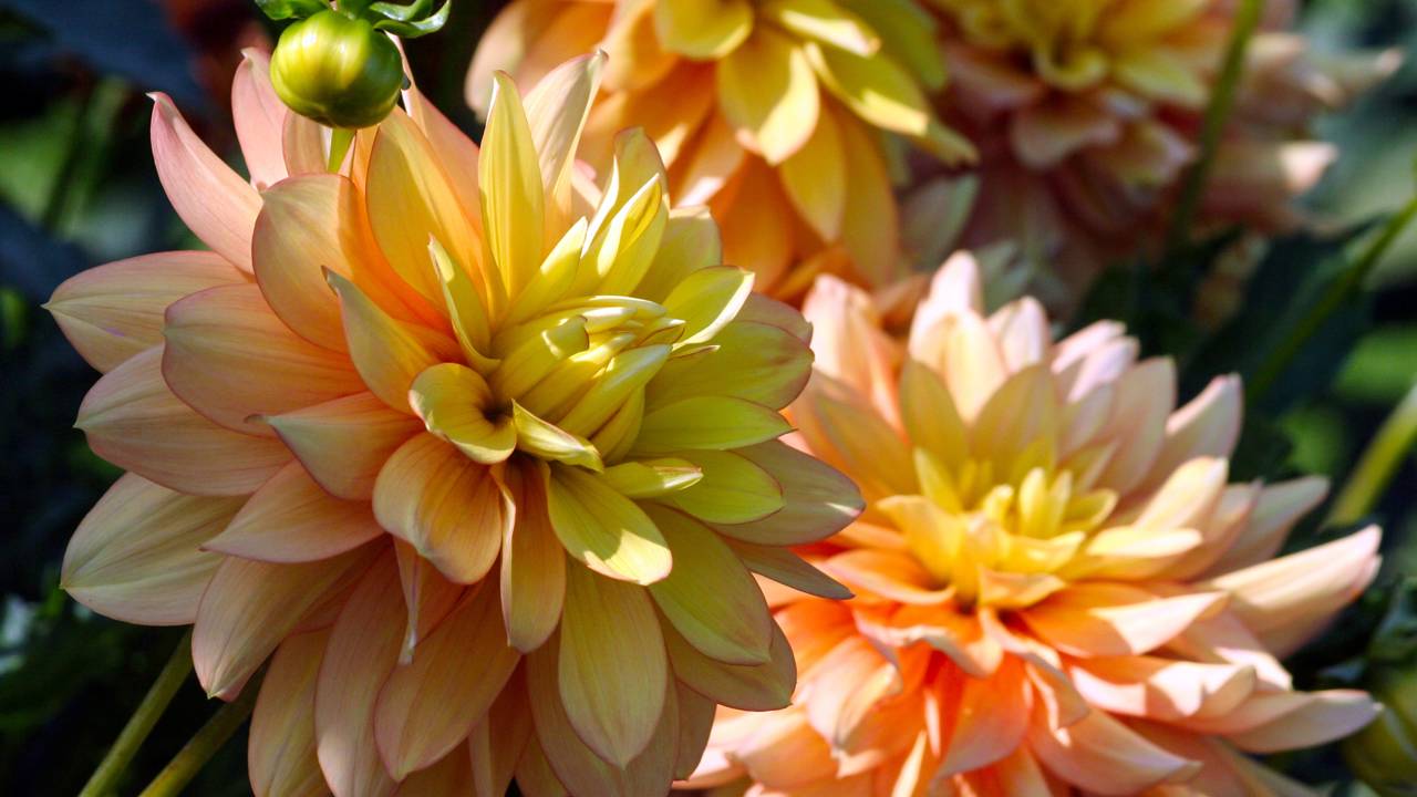 Os 3 aromas perfeitos para uma casa com cheiro de riqueza