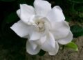 O poder da gardênia e seu perfume adocicado