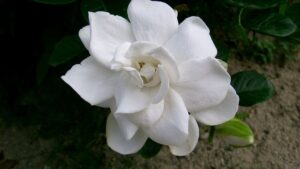 O poder da gardênia e seu perfume adocicado