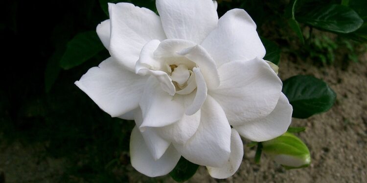 O poder da gardênia e seu perfume adocicado