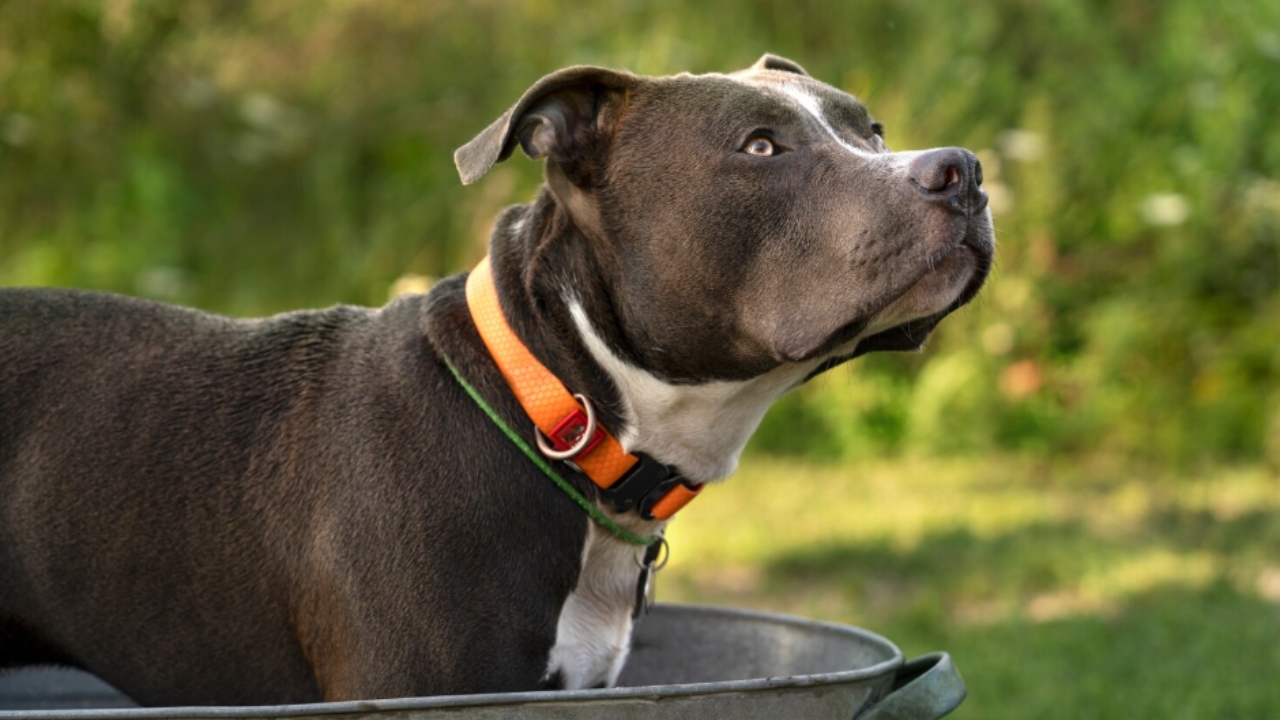 american staffordshire terrier