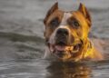 american staffordshire terrier