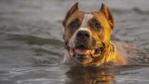 american staffordshire terrier