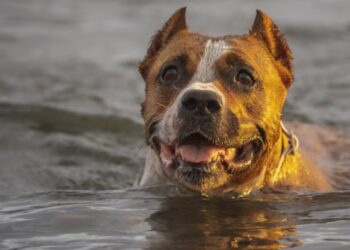 american staffordshire terrier