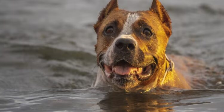 american staffordshire terrier