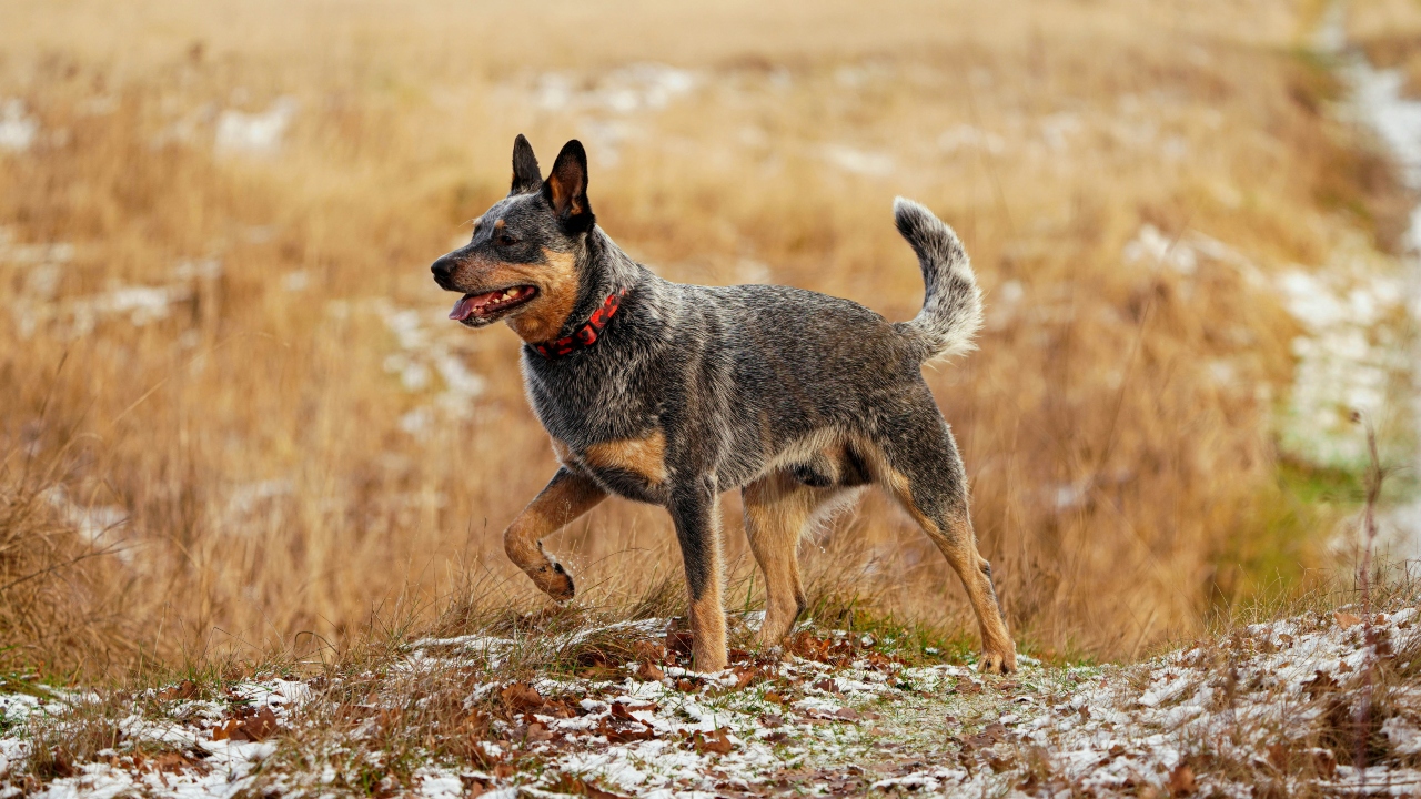 Boiadeiro australiano