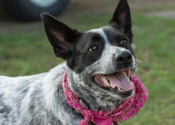 Boiadeiro australiano