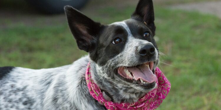 Boiadeiro australiano