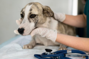 Existe tratamento para câncer em pets? Foto: FreePik