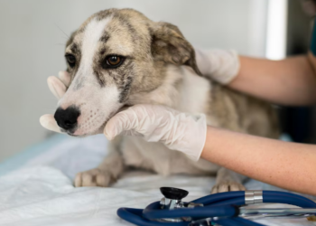 Existe tratamento para câncer em pets? Foto: FreePik