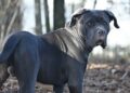 Cane corso