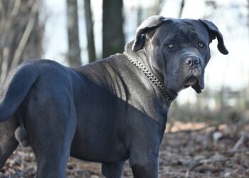 Cane corso