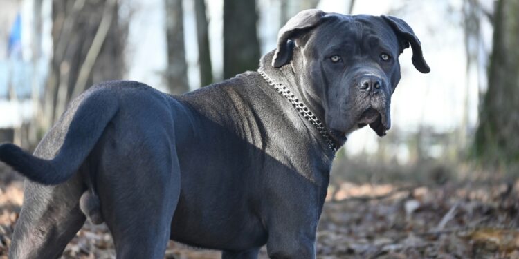 Cane corso