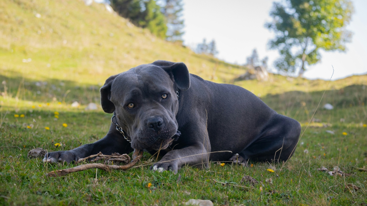 Cane corso