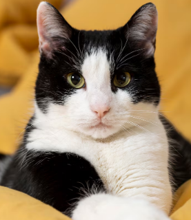 Fascinantes e inteligentes - entenda a linguagem dos gatos. Foto: FreePik