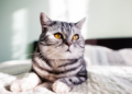Fascinantes e inteligentes - entenda a linguagem dos gatos. Foto: FreePik