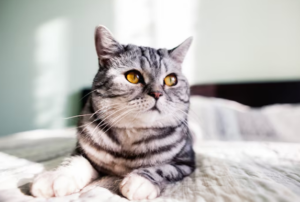 Fascinantes e inteligentes - entenda a linguagem dos gatos. Foto: FreePik