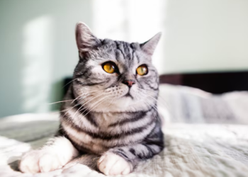 Fascinantes e inteligentes - entenda a linguagem dos gatos. Foto: FreePik