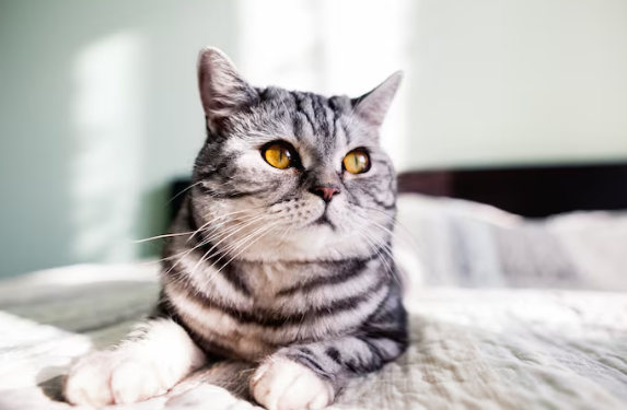 Fascinantes e inteligentes - entenda a linguagem dos gatos. Foto: FreePik