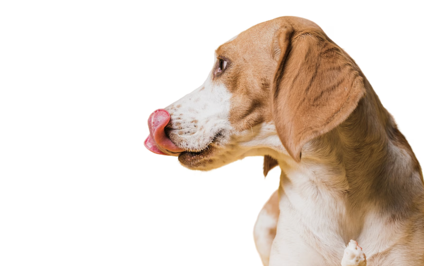 Lambedura em cães - entenda o problema. Foto: FreePik