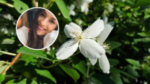 O aroma do jasmim e seus efeitos no humor