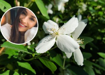 O aroma do jasmim e seus efeitos no humor