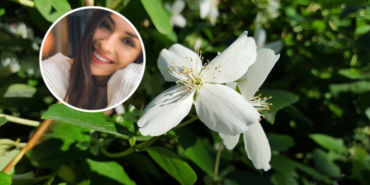 O aroma do jasmim e seus efeitos no humor