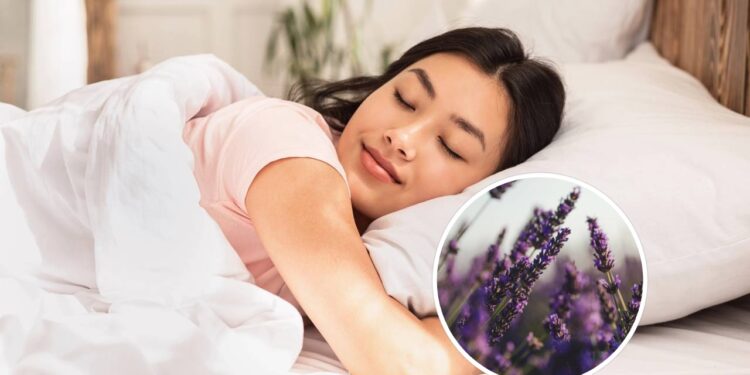 A lavanda e o poder de seu aroma de induzir o sono