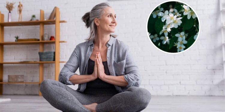 As plantas mais indicadas para práticas de yoga e meditação