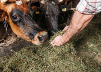 Produção de carne de alta qualidade que fortalece a posição da cidade no mercado internacional. - Créditos: depositphotos.com / SashaKhalabuzar