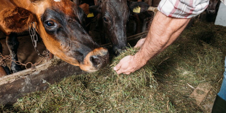 Produção de carne de alta qualidade que fortalece a posição da cidade no mercado internacional. - Créditos: depositphotos.com / SashaKhalabuzar