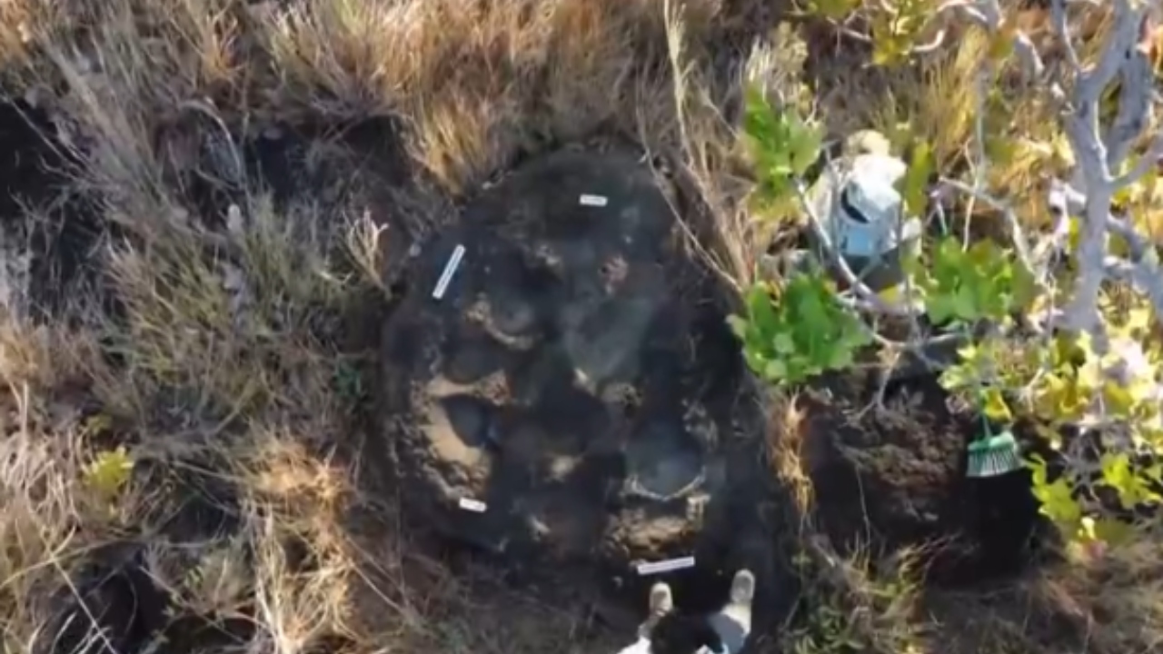 pegadas de dinossauros