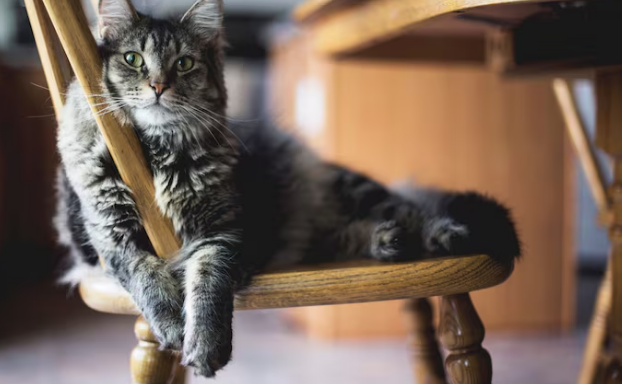 Pensão para pets? Entenda! Foto: FreePik