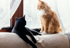 Pensão para pets? Entenda! Foto: FreePik