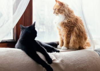 Pensão para pets? Entenda! Foto: FreePik